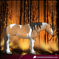 Horse Color:Buckskin Tobiano 