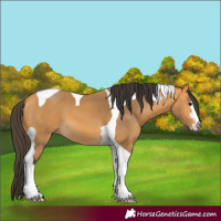 Horse Color:Buckskin Tobiano 