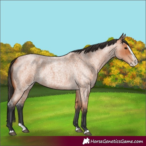 Horse Color:Bay Roan Splash