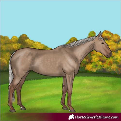 Horse Color:Silver Grullo 