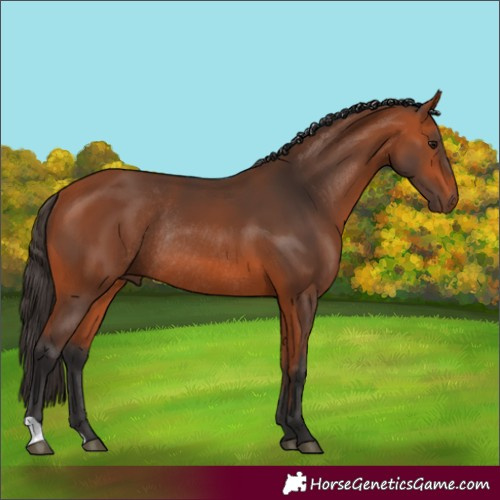 Horse Color:Bay Rabicano 