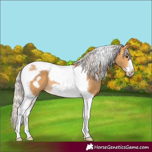 Horse Color:Silver Buckskin Tobiano Frame Rabicano 