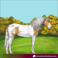 Horse Color:Silver Buckskin Tobiano Frame Rabicano