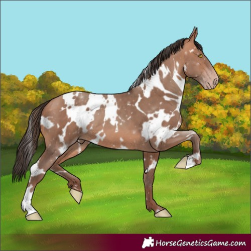 Horse Color:White Spotted Amber Champagne 