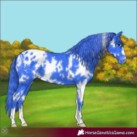 Horse Color:Watercolor White Spotted Black Appaloosa