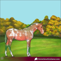 Horse Color:Watercolor White Spotted Bay Sabino Appaloosa