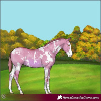 Horse Color:Watercolor White Spotted Red Dun Sabino 