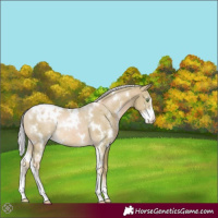 Horse Color:Watercolor White Spotted Gold Cream Champagne Sabino Varnish Rabicano