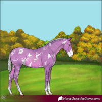 Horse Color:Watercolor White Spotted Silver Sable Champagne Sabino