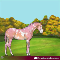 Horse Color:Watercolor White Spotted Buckskin Sabino 