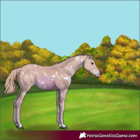 Horse Color:Watercolor White Spotted Chestnut Rabicano 