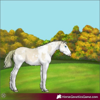 Horse Color:Watercolor White Spotted Red Dun Splash Rabicano