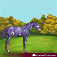 Horse Color:Watercolor White Spotted Liver Chestnut Appaloosa 