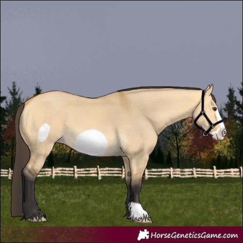 Horse Color:Buckskin Dun Frame 