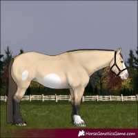 Horse Color:Buckskin Dun Frame 