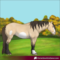 Horse Color:Buckskin Dun Frame 