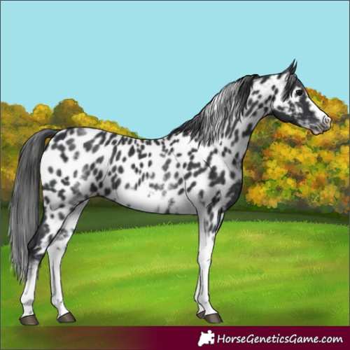 Horse Color:White Spotted Black Splash Tobiano Frame Appaloosa 