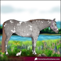 Horse Color:White Spotted Liver Chestnut 