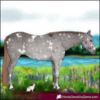 Horse Color:White Spotted Liver Chestnut