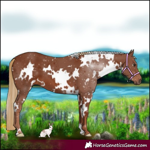 Horse Color:White Spotted Chestnut 