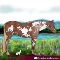 Horse Color:White Spotted Chestnut 