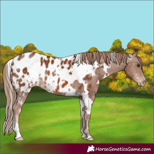 Horse Color:White Spotted Chestnut Appaloosa 