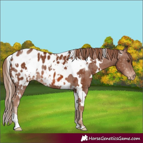 Horse Color:White Spotted Chestnut Appaloosa 