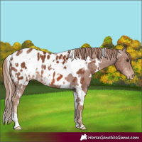 Horse Color:White Spotted Chestnut Appaloosa 