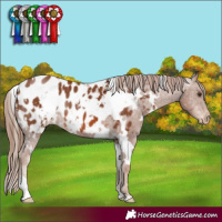 Horse Color:White Spotted Chestnut Appaloosa 