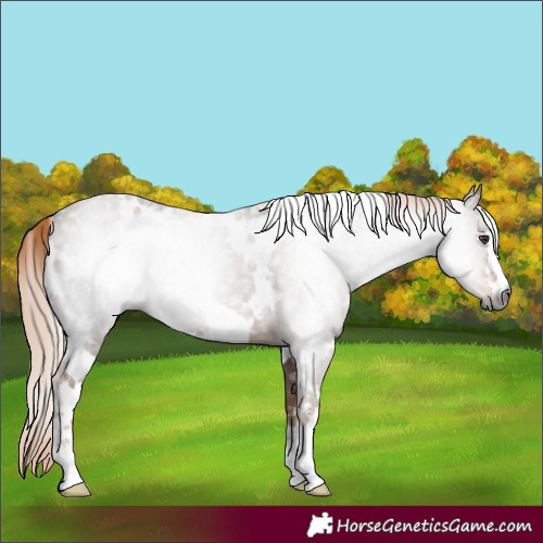Horse Color:Gray White Spotted Chestnut 