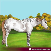 Horse Color:Gray White Spotted Chestnut