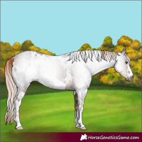 Horse Color:Gray White Spotted Chestnut 