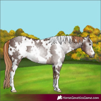 Horse Color:Gray White Spotted Chestnut 