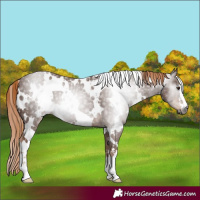 Horse Color:Gray White Spotted Chestnut 