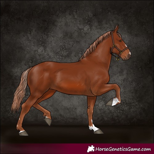 Horse Color:Chestnut 