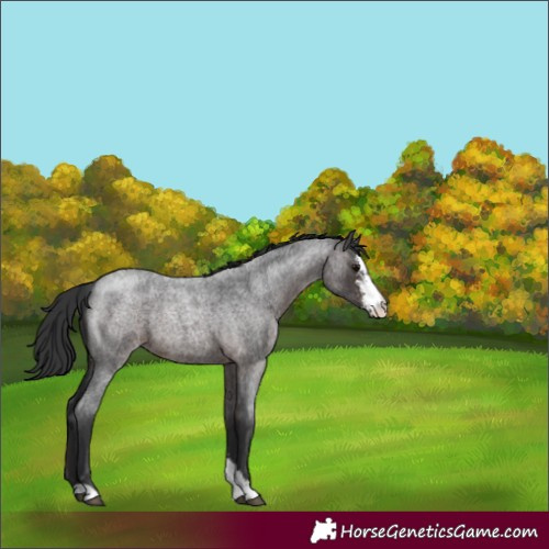 Horse Color:Unknown 