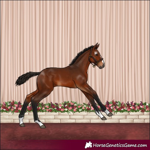 Horse Color:Gray Bay 