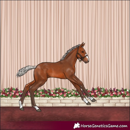Horse Color:Silver Brown