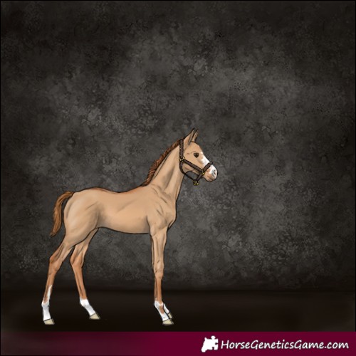 Horse Color:Red Dun 