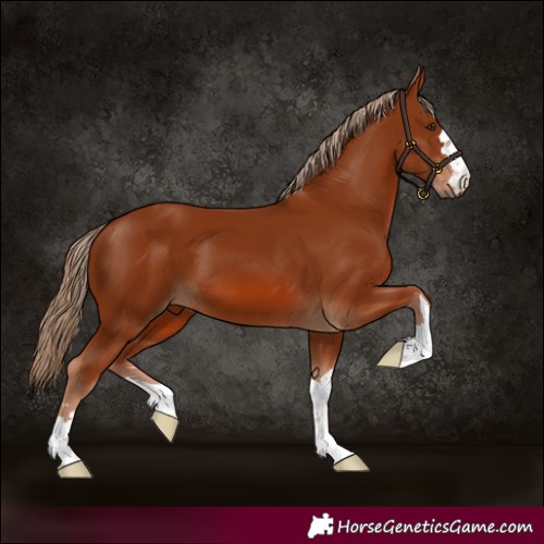 Horse Color:Chestnut 