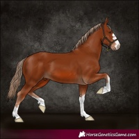 Horse Color:Chestnut 