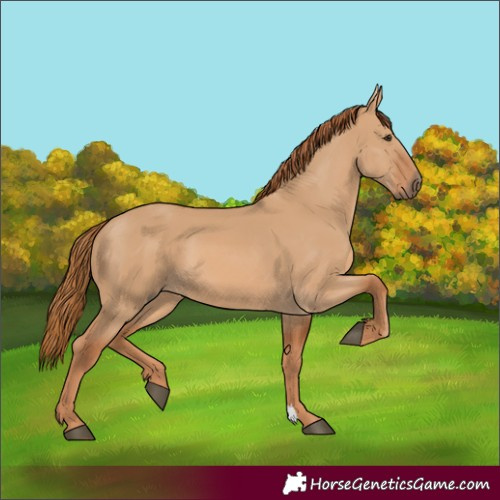 Horse Color:Red Dun 