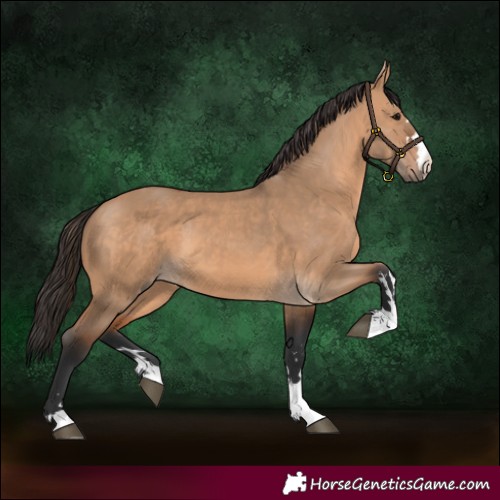 Horse Color:Bay Dun 