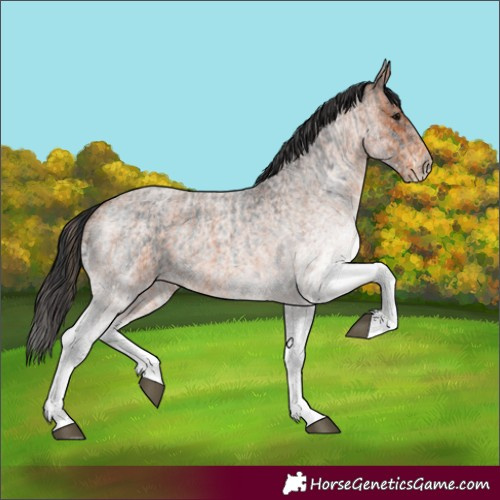 Horse Color:White Spotted Blue Roan Rabicano  and White Spotted Bay Roan Rabicano 