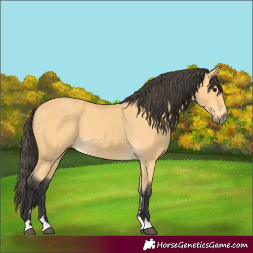 Horse Color:Buckskin 
