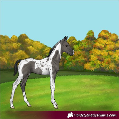 Horse Color:Grullo Tobiano Rabicano 