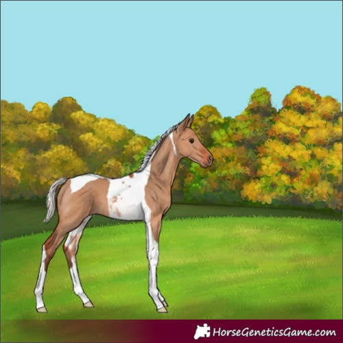 Horse Color:Silver Bay Dun Tobiano 