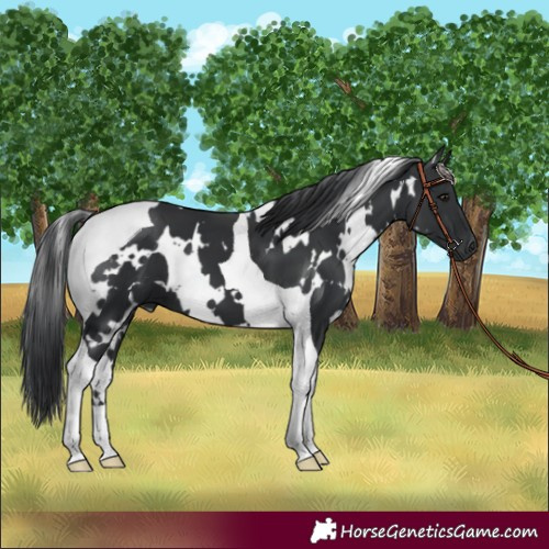Horse Color:White Spotted Black Tobiano 