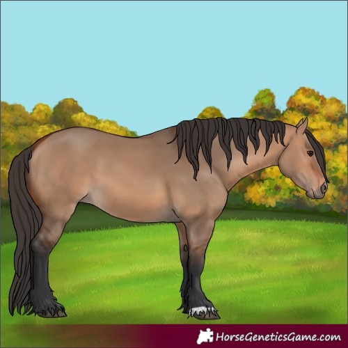 Horse Color:Bay Dun