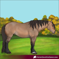 Horse Color:Bay Dun